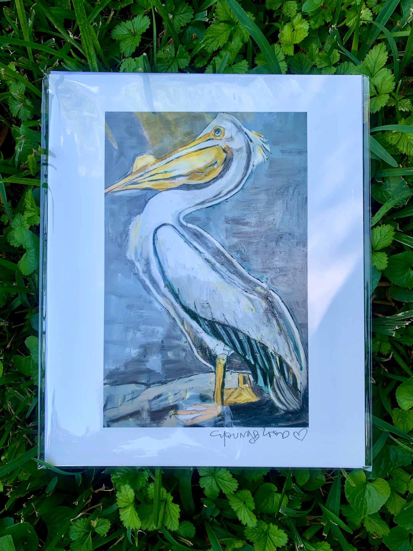 White Pelican