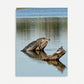 "Karl the Gator & Turtle at the Levee" Wildlife Photography Wood Print