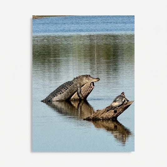 "Karl the Gator & Turtle at the Levee" Wildlife Photography Wood Print