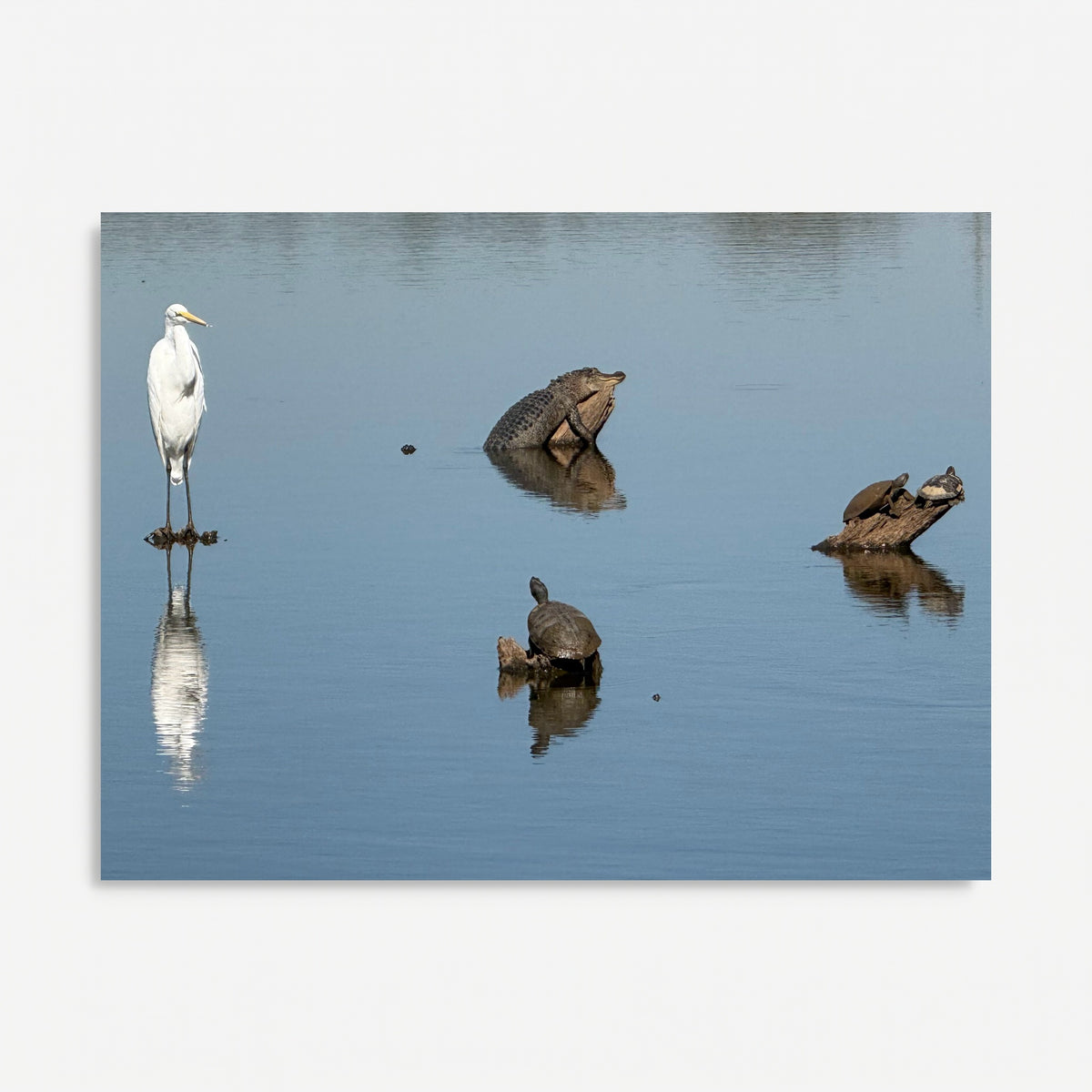 "Circle of Life at the Levee" Wildlife Photography Wood Print