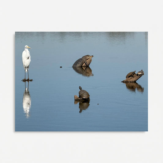 "Circle of Life at the Levee" Wildlife Photography Wood Print