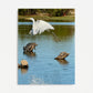 “God Winks at the Levee” Wildlife Photography Wood Print