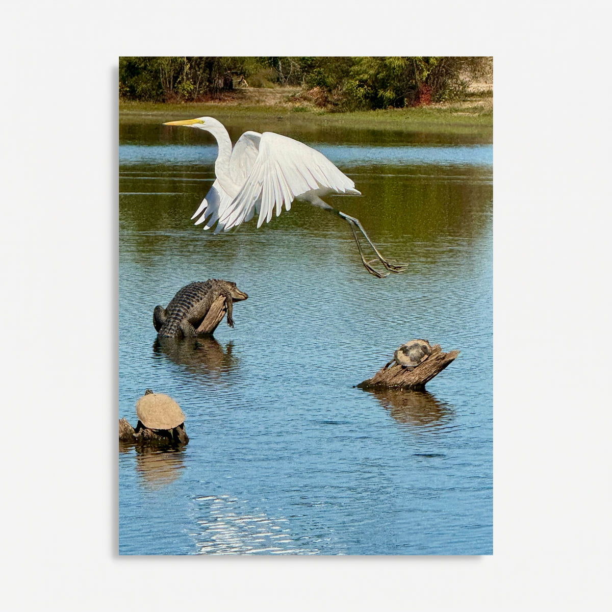 "God Winks at the Levee" Wildlife Photography Wood Print